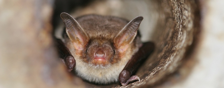 https://cdnfiles1.biolovision.net/www.faune-charente-maritime.org/userfiles/Chiro/Myomyo_1.JPG