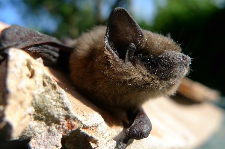 https://cdnfiles1.biolovision.net/www.faune-charente-maritime.org/userfiles/Chiro/Pippip201106241.JPG