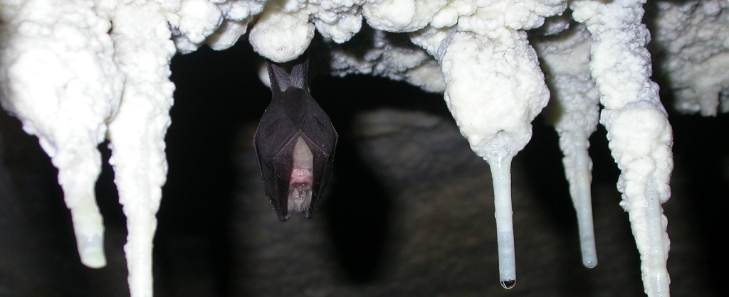 https://cdnfiles1.biolovision.net/www.faune-charente-maritime.org/userfiles/Chiro/Rhihip031_1.JPG