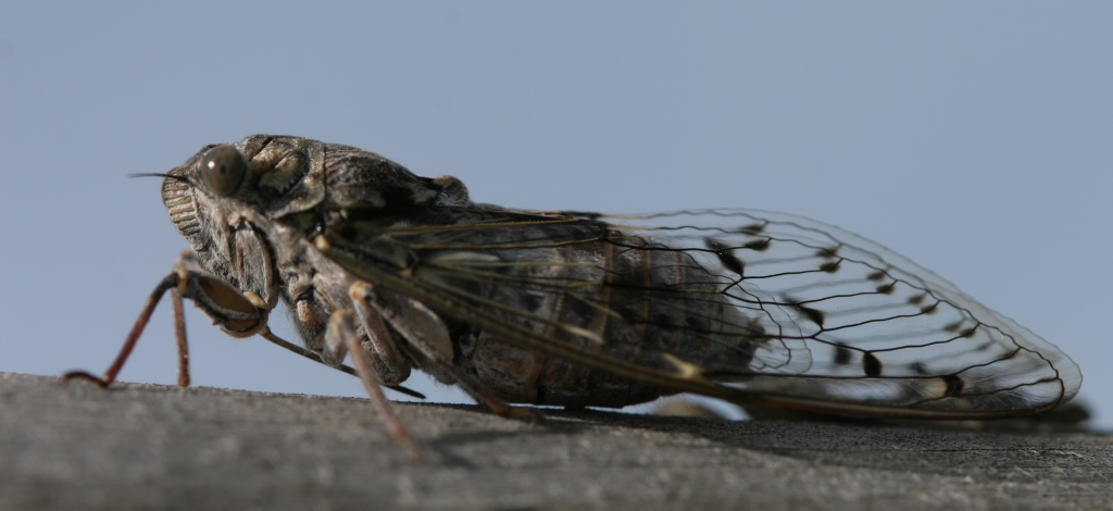 https://cdnfiles1.biolovision.net/www.faune-charente-maritime.org/userfiles/Cigales/CicadaorniTrembladedune20110715PJ00217rogne.jpg