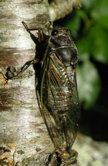 https://cdnfiles1.biolovision.net/www.faune-charente-maritime.org/userfiles/Cigales/Tibicinahaematodes060.jpg