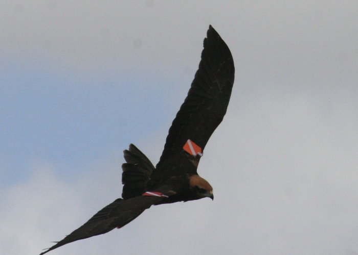 https://cdnfiles1.biolovision.net/www.faune-charente-maritime.org/userfiles/Ciraer1.jpg