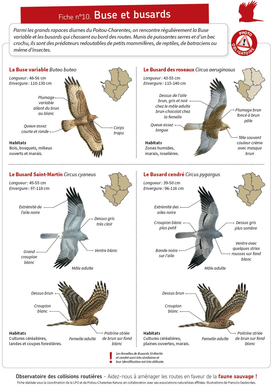 Fiche 10 buse et busards