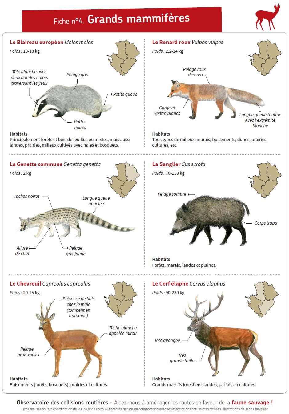 Fiche 4 Grands Mammiferes Www Faune Charente Maritime Org