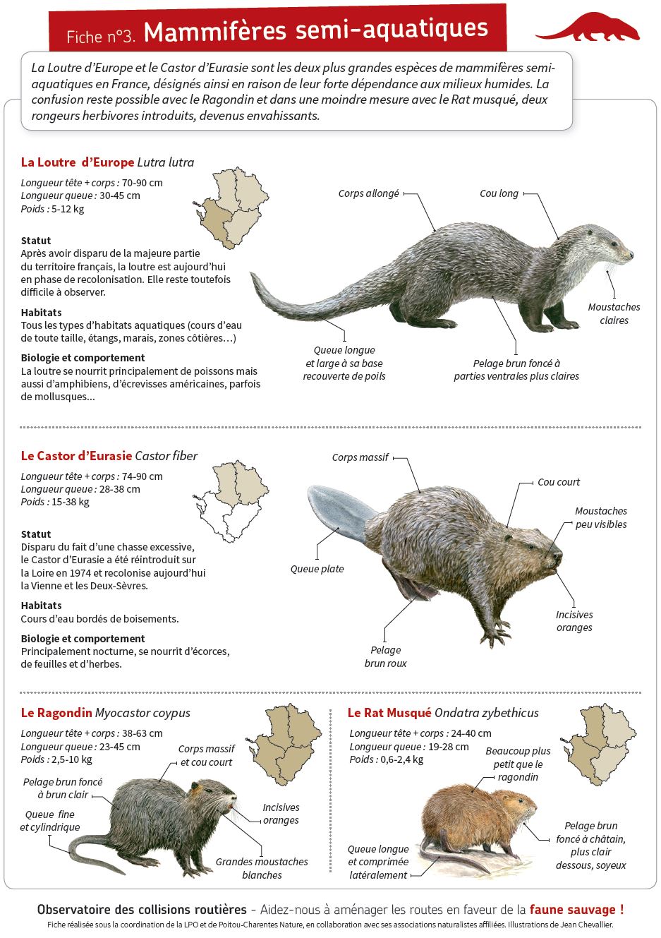 Fiche 3 Loutre Et Ragondin Www Faune Charente Maritime Org