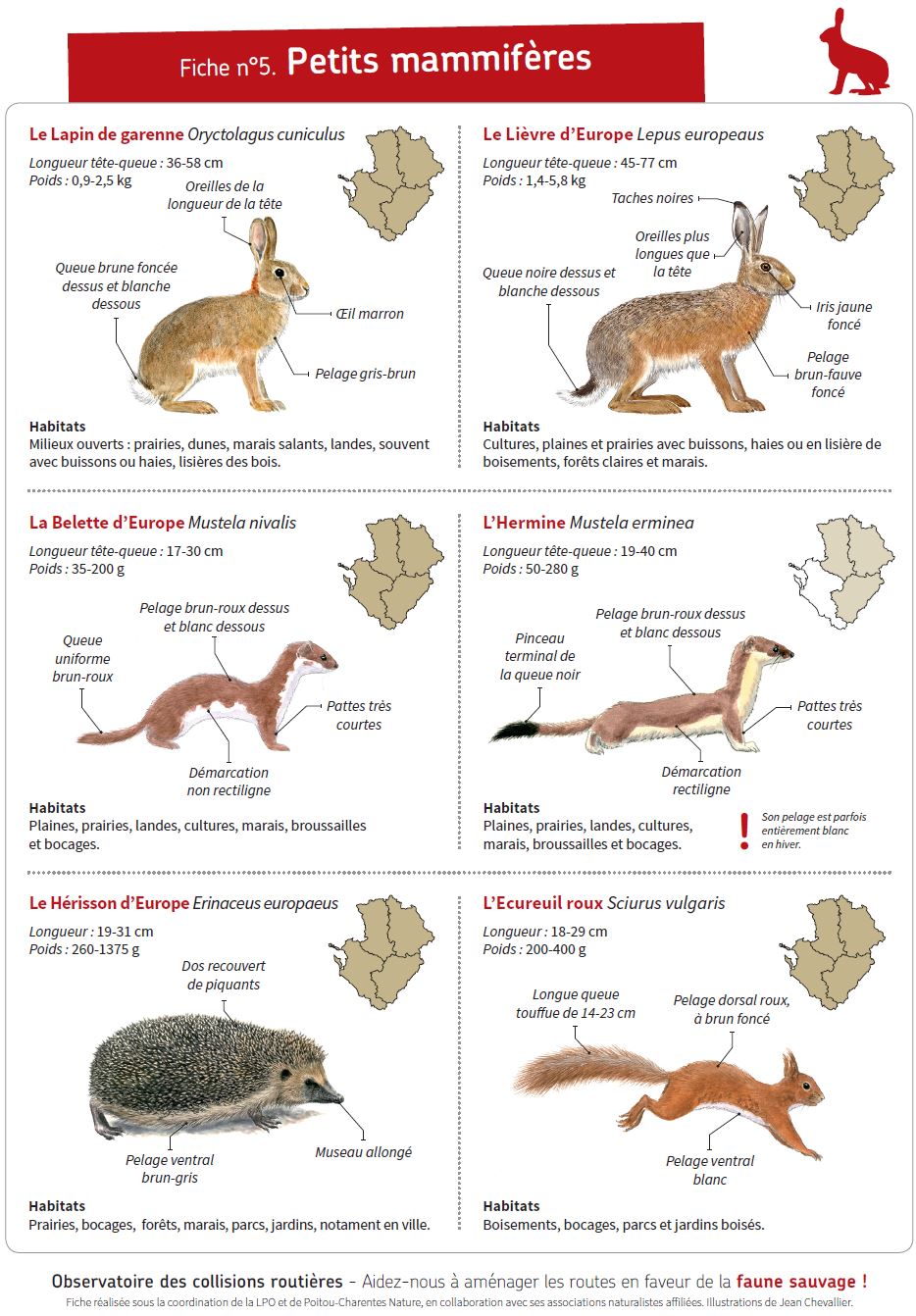 Fiche 5 Petits Mammiferes Www Faune Charente Maritime Org