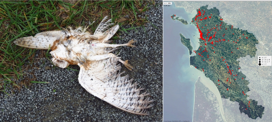https://cdnfiles1.biolovision.net/www.faune-charente-maritime.org/userfiles/Fauneetroute/Effraiecartocollision.jpg