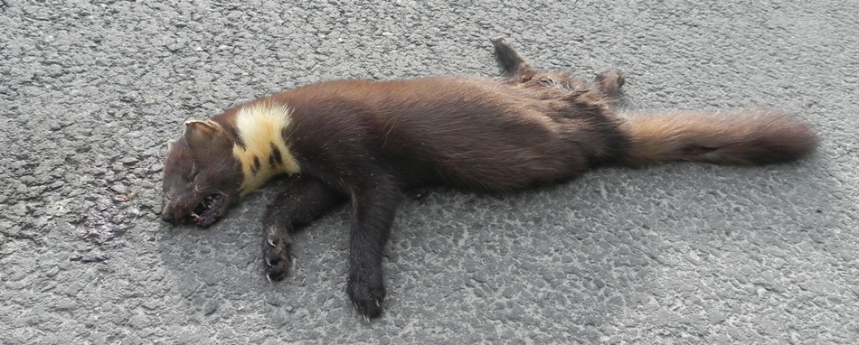 https://cdnfiles1.biolovision.net/www.faune-charente-maritime.org/userfiles/Fauneetroute/MarmarsaintJean-dAngle001VB.JPG