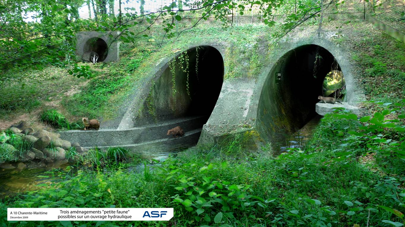 https://cdnfiles1.biolovision.net/www.faune-charente-maritime.org/userfiles/Fauneetroute/Passagesouterrain.jpg