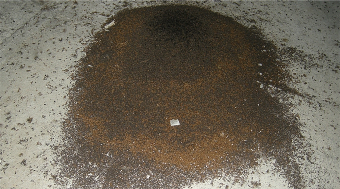 https://cdnfiles1.biolovision.net/www.faune-charente-maritime.org/userfiles/Guano.jpg