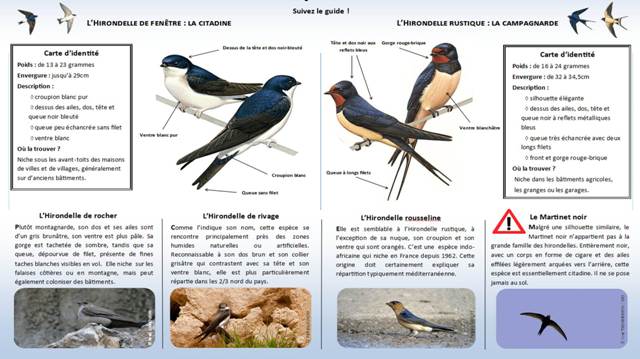 https://cdnfiles1.biolovision.net/www.faune-charente-maritime.org/userfiles/Identifier-les-hironelles-du-btilight.jpg