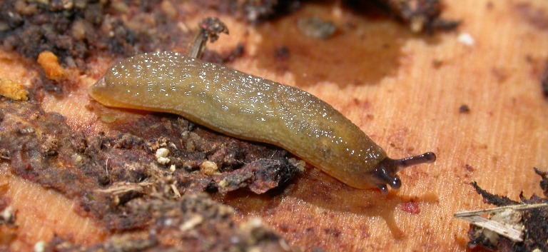 https://cdnfiles1.biolovision.net/www.faune-charente-maritime.org/userfiles/Mollusques/Arionintermedius006.jpg
