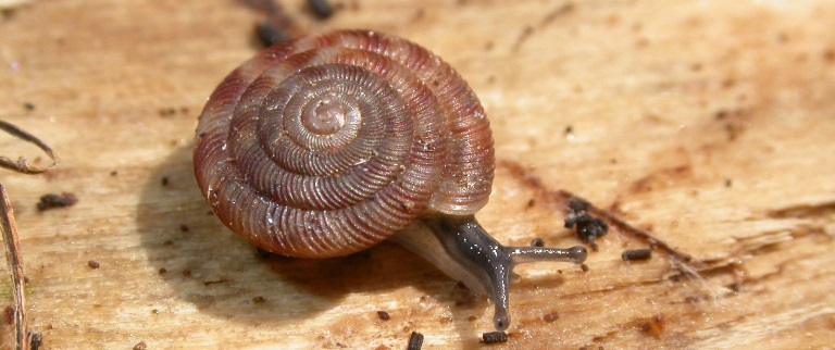 https://cdnfiles1.biolovision.net/www.faune-charente-maritime.org/userfiles/Mollusques/Discusrotundatus014.jpg