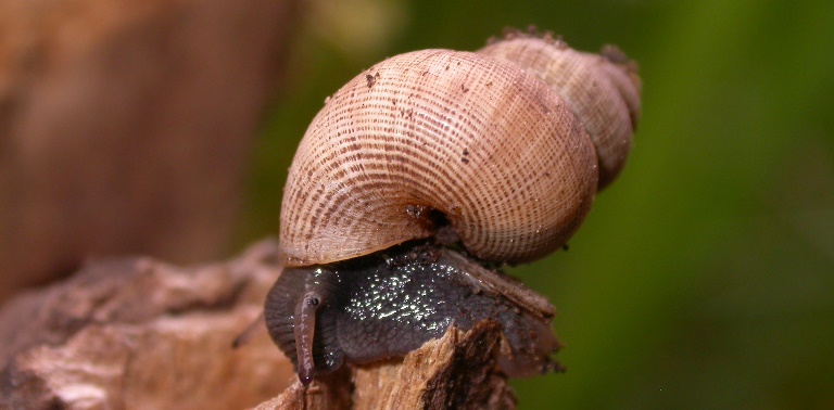 https://cdnfiles1.biolovision.net/www.faune-charente-maritime.org/userfiles/Mollusques/Pomatiaelegans022.jpg