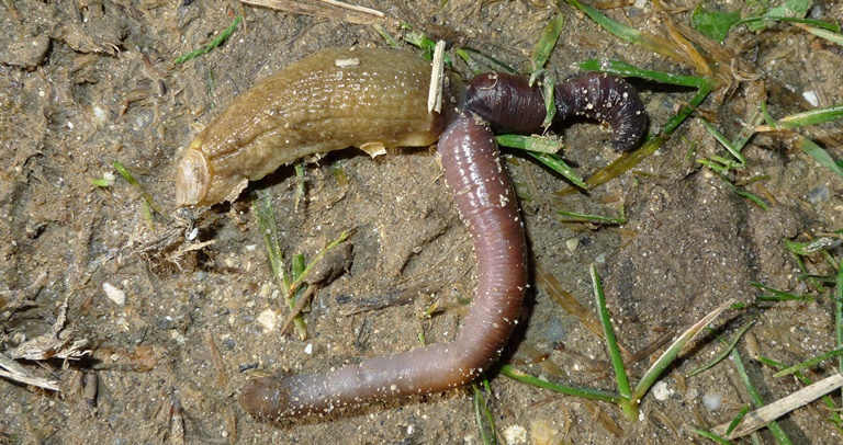 https://cdnfiles1.biolovision.net/www.faune-charente-maritime.org/userfiles/Mollusques/Testacellaenalimentation010.jpg