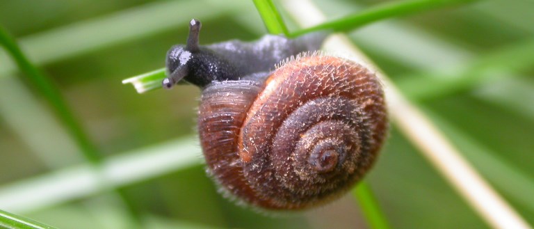 https://cdnfiles1.biolovision.net/www.faune-charente-maritime.org/userfiles/Mollusques/Trochulussp001.jpg