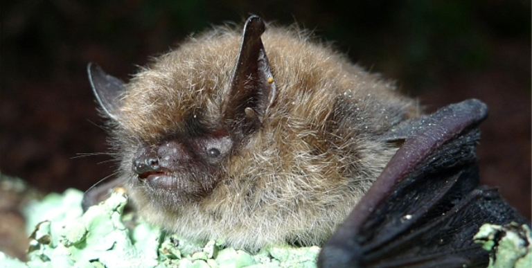 https://cdnfiles1.biolovision.net/www.faune-charente-maritime.org/userfiles/Myobran004light.jpg