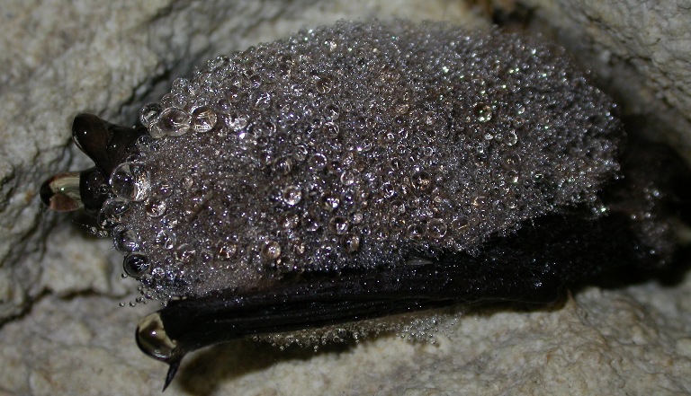 https://cdnfiles1.biolovision.net/www.faune-charente-maritime.org/userfiles/Myomys031light.JPG