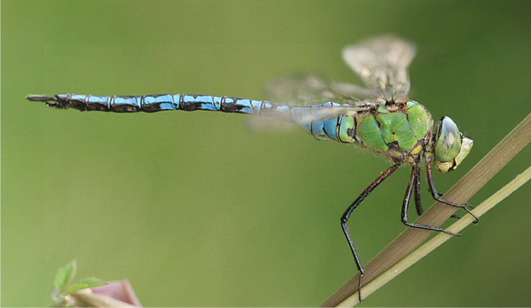 https://cdnfiles1.biolovision.net/www.faune-charente-maritime.org/userfiles/Odo/Anaimp012light.JPG