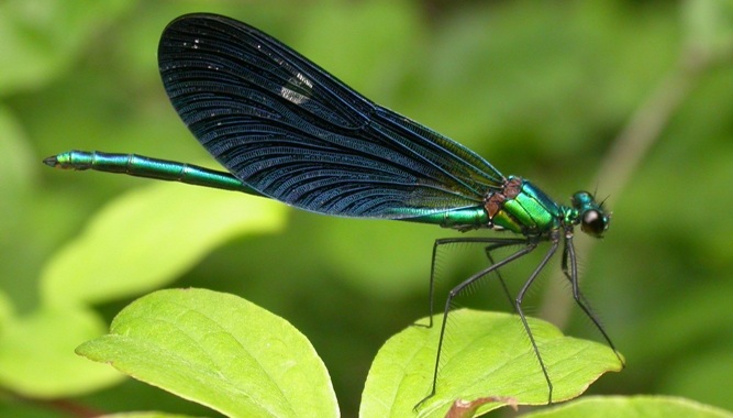 https://cdnfiles1.biolovision.net/www.faune-charente-maritime.org/userfiles/Odo/Calvirmer028cut.JPG