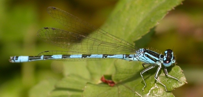 https://cdnfiles1.biolovision.net/www.faune-charente-maritime.org/userfiles/Odo/Coemer010cut.JPG