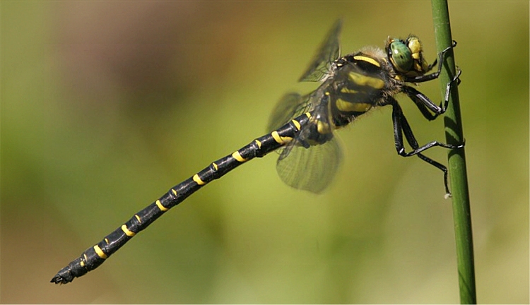 https://cdnfiles1.biolovision.net/www.faune-charente-maritime.org/userfiles/Odo/Corbol090light.JPG