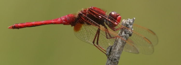 https://cdnfiles1.biolovision.net/www.faune-charente-maritime.org/userfiles/Odo/Croery038cut.JPG