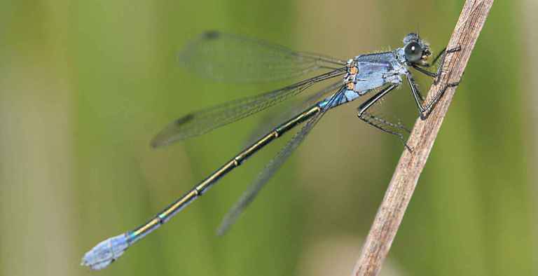 https://cdnfiles1.biolovision.net/www.faune-charente-maritime.org/userfiles/Odo/Lesmac054.jpg