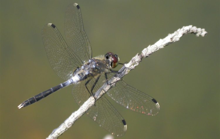 https://cdnfiles1.biolovision.net/www.faune-charente-maritime.org/userfiles/Odo/Leualb.jpg