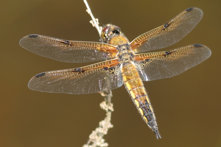 https://cdnfiles1.biolovision.net/www.faune-charente-maritime.org/userfiles/Odo/Libqua20110603.JPG