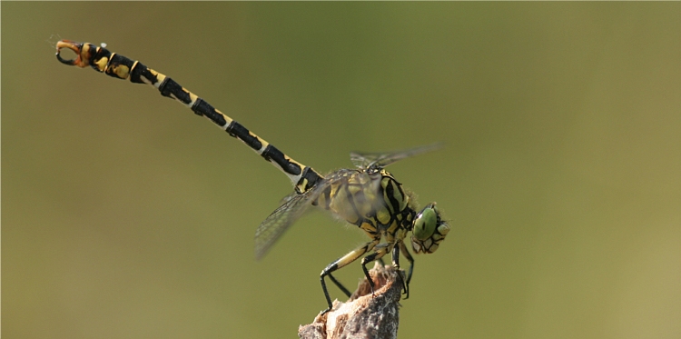 https://cdnfiles1.biolovision.net/www.faune-charente-maritime.org/userfiles/Odo/Onyfor088.JPG