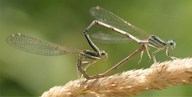 https://cdnfiles1.biolovision.net/www.faune-charente-maritime.org/userfiles/Odo/Plapen094light.jpg