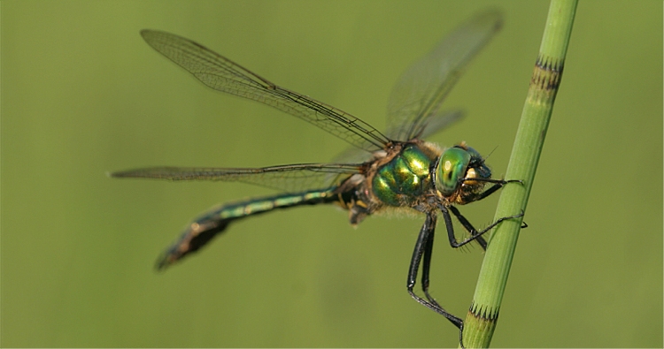 https://cdnfiles1.biolovision.net/www.faune-charente-maritime.org/userfiles/Odo/Sommet100light.jpg