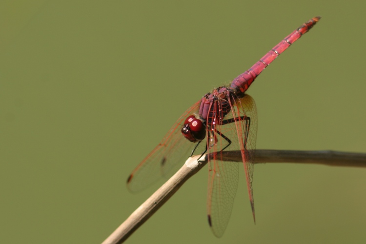 https://cdnfiles1.biolovision.net/www.faune-charente-maritime.org/userfiles/Odo/Triann018.JPG