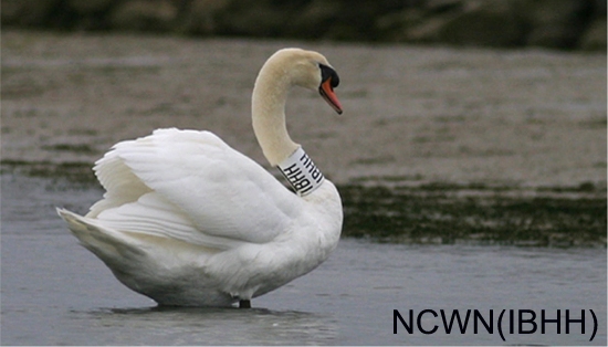 https://cdnfiles1.biolovision.net/www.faune-charente-maritime.org/userfiles/Oiso/Cygolo.jpg