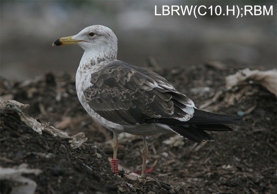 https://cdnfiles1.biolovision.net/www.faune-charente-maritime.org/userfiles/Oiso/Larfus.jpg