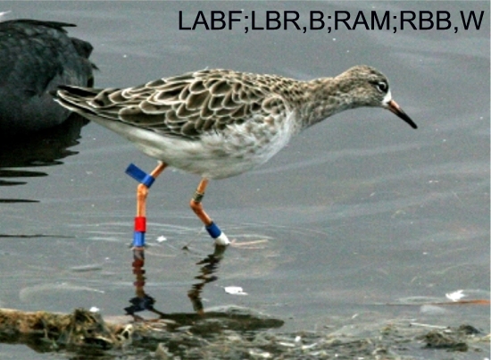 https://cdnfiles1.biolovision.net/www.faune-charente-maritime.org/userfiles/Oiso/Phipug2.jpg
