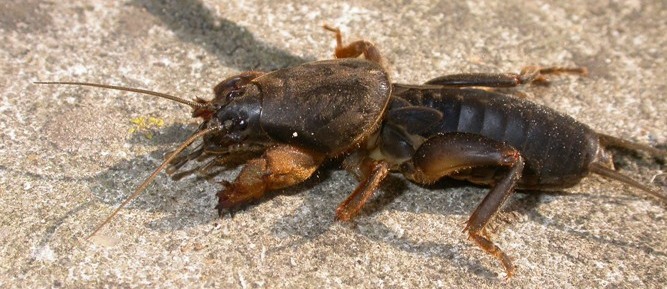 https://cdnfiles1.biolovision.net/www.faune-charente-maritime.org/userfiles/Ortho/Courtillire20100520002cut.jpg