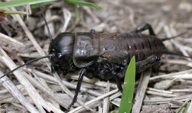 https://cdnfiles1.biolovision.net/www.faune-charente-maritime.org/userfiles/Ortho/Grillonchamptrecut.JPG