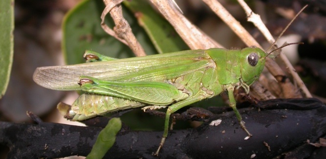https://cdnfiles1.biolovision.net/www.faune-charente-maritime.org/userfiles/Ortho/Oedipodesalines20100821cut.JPG