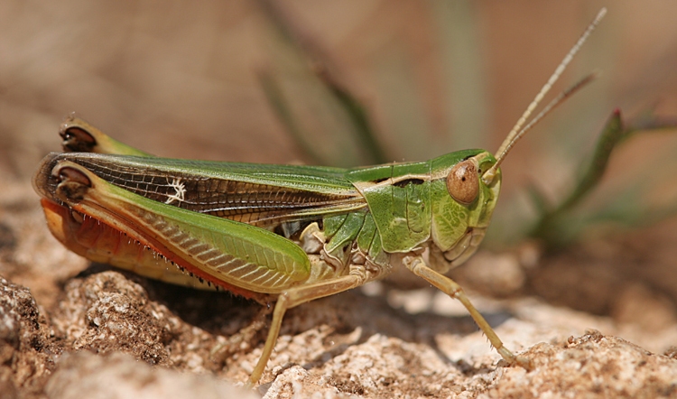 https://cdnfiles1.biolovision.net/www.faune-charente-maritime.org/userfiles/Ortho/Stnopalne20110710001cut.jpg