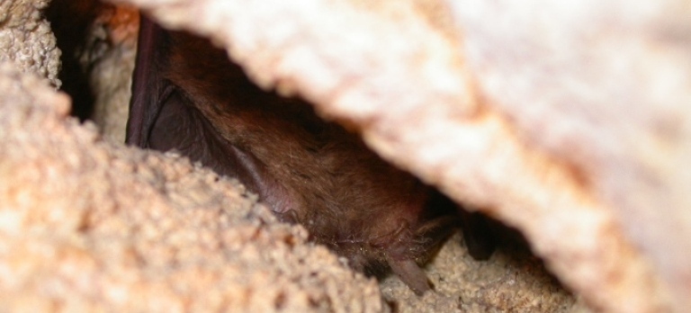 https://cdnfiles1.biolovision.net/www.faune-charente-maritime.org/userfiles/Pleaur004.JPG