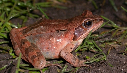 https://cdnfiles1.biolovision.net/www.faune-charente-maritime.org/userfiles/Randal20100222PJ002.JPG