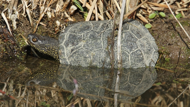 https://cdnfiles1.biolovision.net/www.faune-charente-maritime.org/userfiles/Reptiles/Emyorb.jpg
