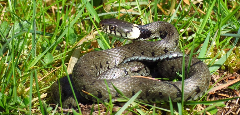 https://cdnfiles1.biolovision.net/www.faune-charente-maritime.org/userfiles/Reptiles/NatnatOK.jpg