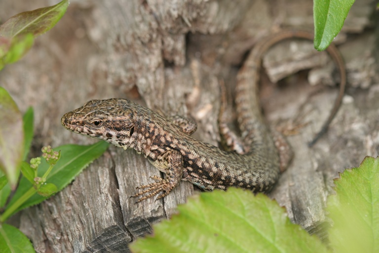 https://cdnfiles1.biolovision.net/www.faune-charente-maritime.org/userfiles/Reptiles/PodmurOK.jpg