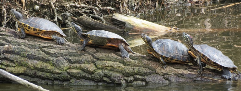 https://cdnfiles1.biolovision.net/www.faune-charente-maritime.org/userfiles/Reptiles/TacscrRoyanOK.jpg