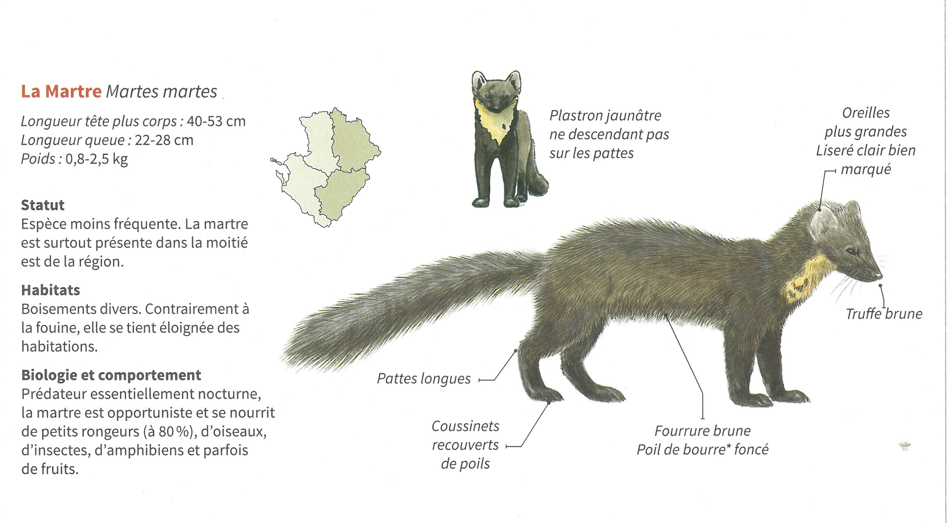https://cdnfiles1.biolovision.net/www.faune-charente.org/userfiles/ExMartre.jpg
