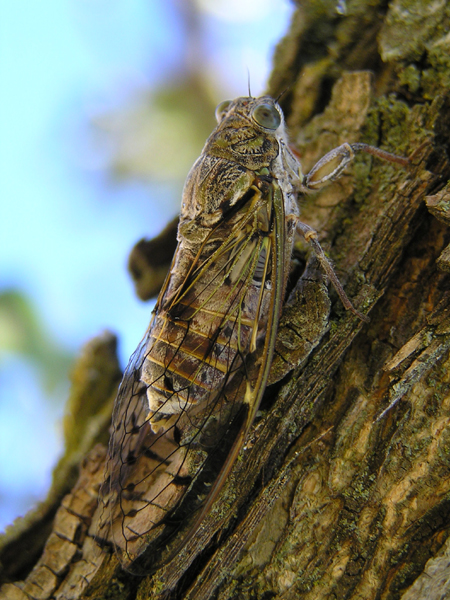 https://cdnfiles1.biolovision.net/www.faune-charente.org/userfiles/Ortopthere/CigalegriseGard.jpg