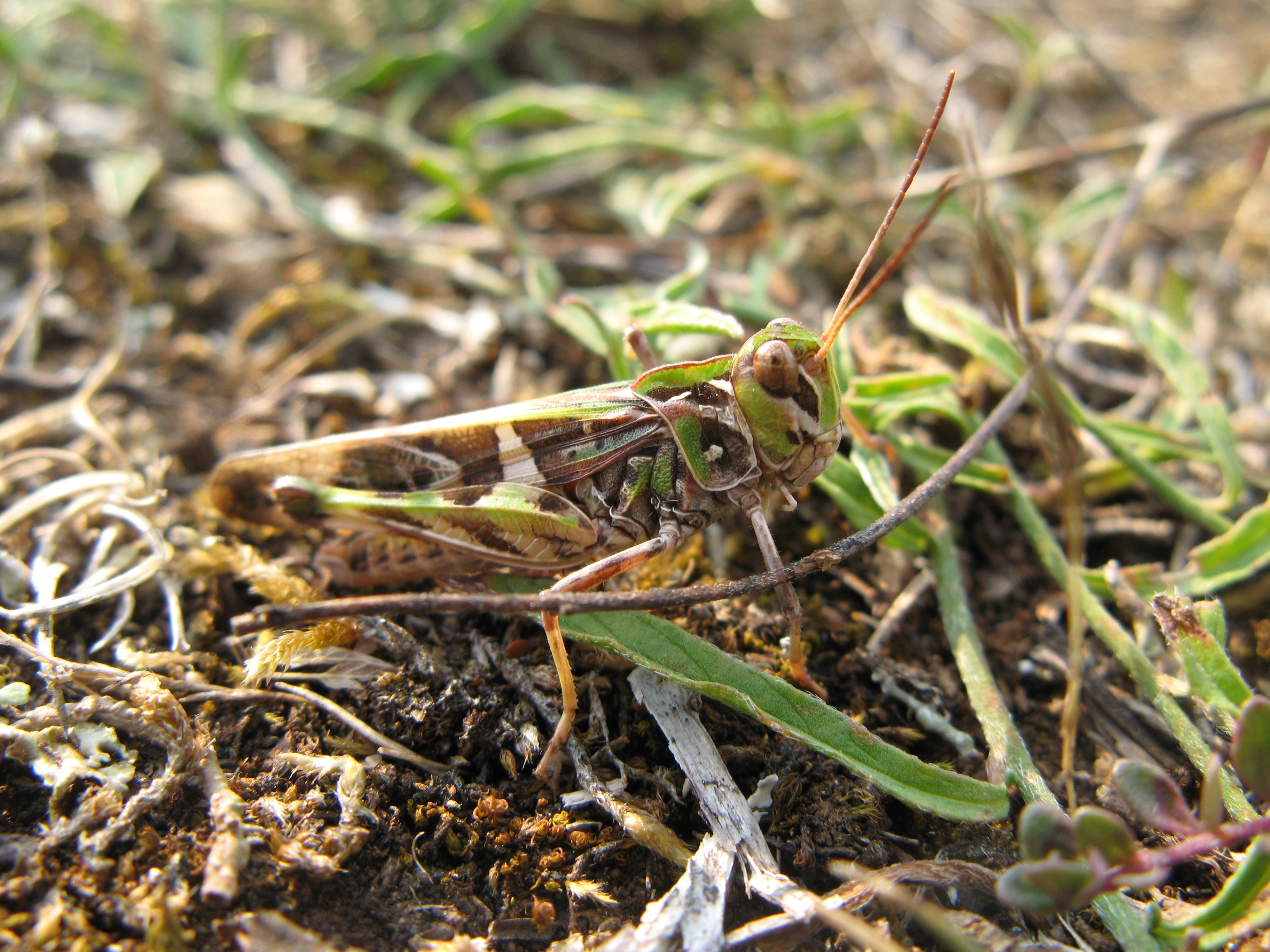 https://cdnfiles1.biolovision.net/www.faune-charente.org/userfiles/Ortopthere/IMG5828.JPG